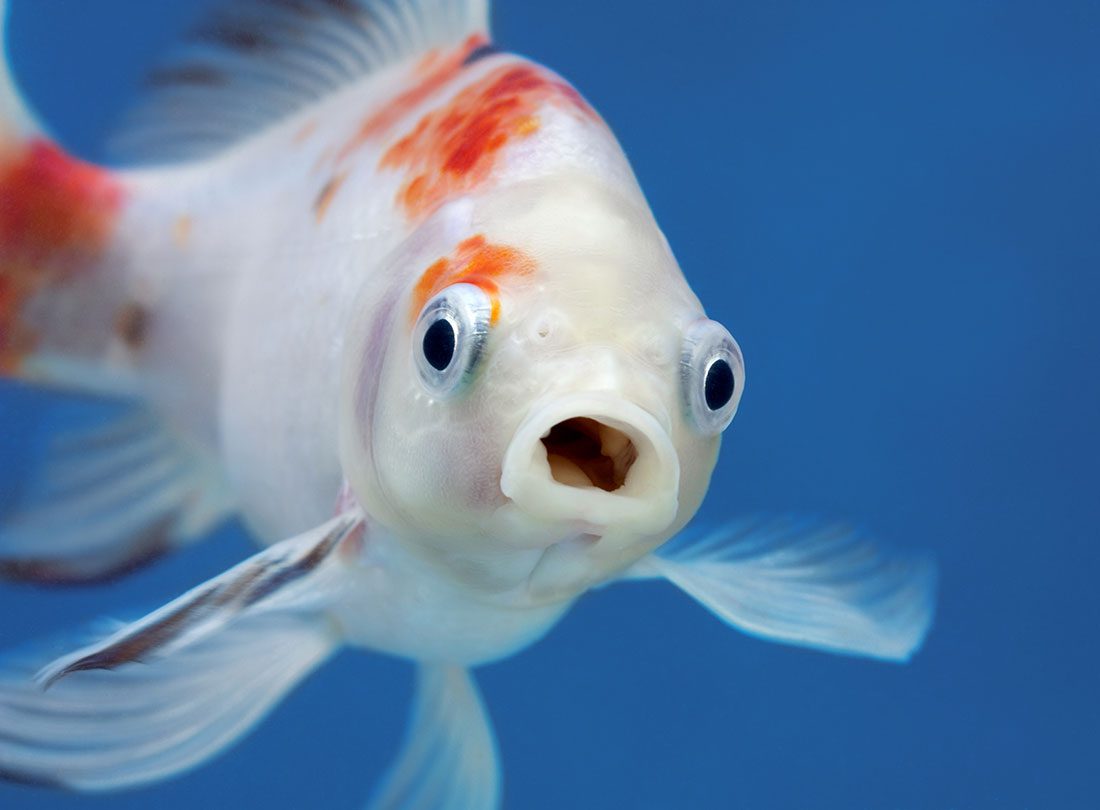 Close Up Of White And Orange Goldfish