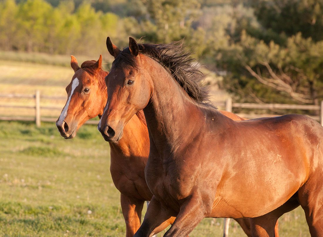 Two Horses Standing In A Field