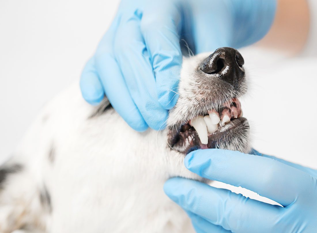 Veterinarian Examining Dogs Teeth
