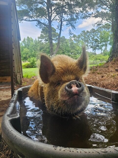pig in tub
